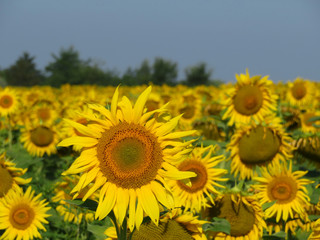 Colorful sunflowers field on blue sky background. Blooming sunflowers in summer, selective focus, concept for cooking oil production