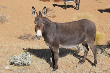 Wildesel in den Anden Chiles