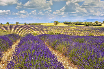 The flowering of lavender in Provence. France. Focus concept.