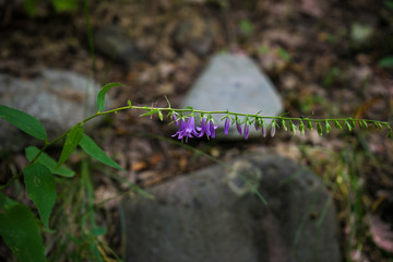 Blue bell flowers in a forest