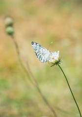 Butterfly on the flower in the mountain meadow