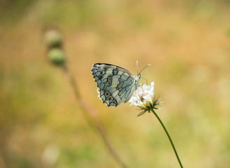 Butterfly on the flower in the mountain meadow