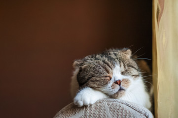 A beautiful domestic cat British shorthair lies and sleeps on the couch on a dark brown background....