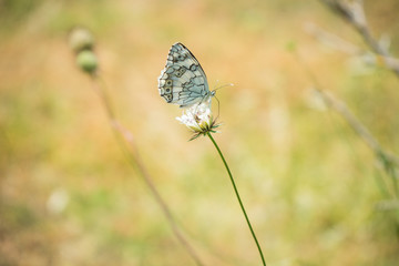 Butterfly on the flower in the mountain meadow