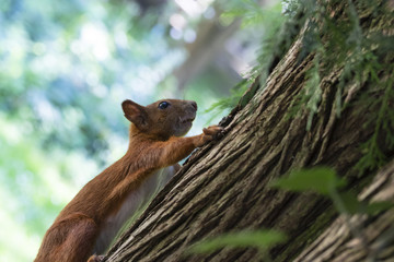 Cute squirrel climbing a tree