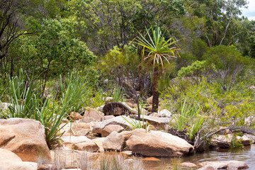 Pandanus Palm next to the Walsh River on the Atherton Tablelands in Queensland, Australia