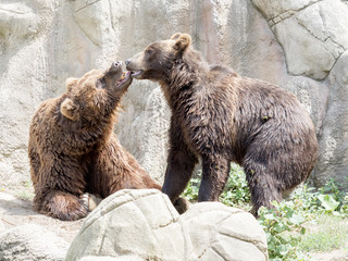 Couple playing Kamchatka Brown Bear