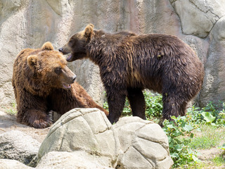 Fototapeta na wymiar Couple playing Kamchatka Brown Bear