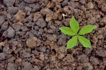 young plant in nature on soil background, earth environment concept, young plant put on the right look above.