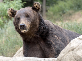 Obraz premium Kamchatka Brown Bear, one of the largest bears