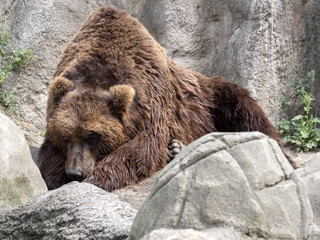 Kamchatka Brown Bear, one of the largest bears