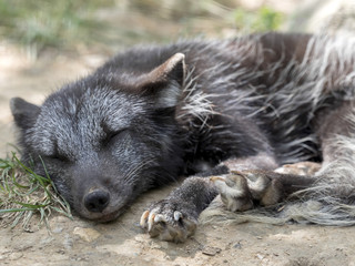 Arctic fox, Alopex lagopus, white coat in winter