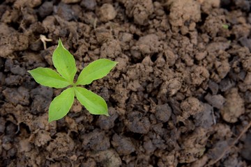 young plant in nature on soil background, earth environment concept, young plant put on the left look above.