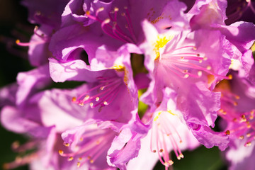 Rhododendron pink flowers