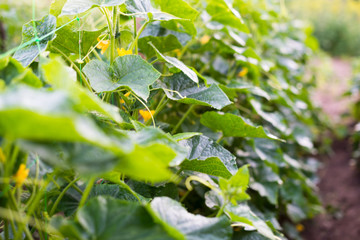 Cucumber flowers, creeping vines and leaves