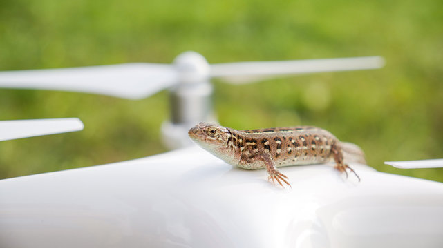 Ukraine, Rivne, July 20: The Lizard Sits On A Quadracycle