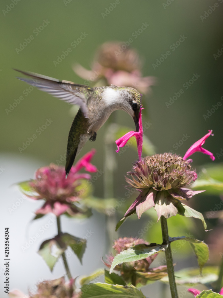 Wall mural Hummingbird on Bee Balm 2