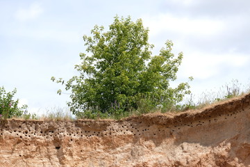 Nests of the shore swallow and merops apiaster in Belarus