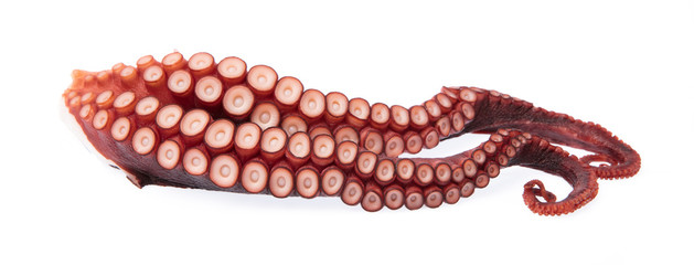 tentacles of octopus isolated on white background