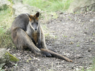 Swamp Wallaby, Wallabia bicolor, is one of the smaller kangaroos