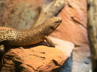 Cunningham's skink, Egernia cunninghami, lives in Australia