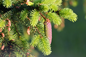 Fototapeta premium pinecone
