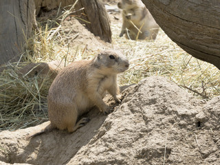 Black-tailed prairie dog, Cynomys ludovicianus, at his burrow