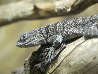 Madagascan collared iguana, Oplurus cuvieri, is abundant in some areas