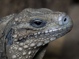 Cuban Ground Iguana, Cyclura n.nubila, lives only in Cuba