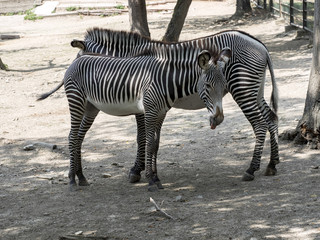 Fototapeta na wymiar Grevy's zebra, Equus grevyi, is a large zebra with dense stripes