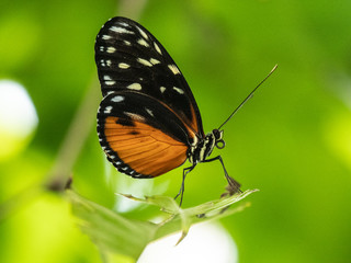 Fototapeta na wymiar Butterflys blijdorp