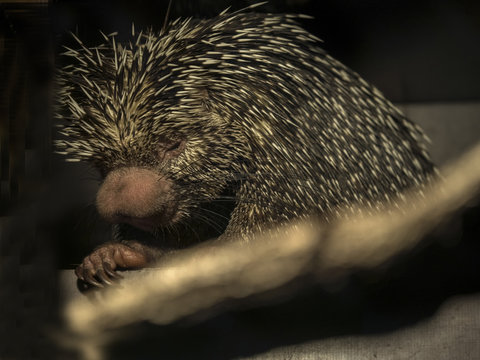 Mexican Porcupine, Coendou mexicanum, looks very exotic