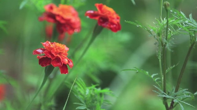 Beautiful red orange flowers with water drops in the garden. Marigolds in the shower rain, close up, dynamic scene, toned video, 50fps