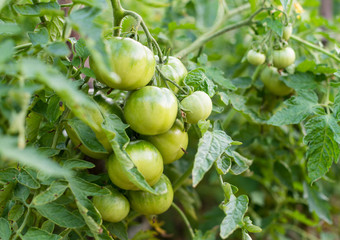 Unripe tomatoes in the vegetable garden.