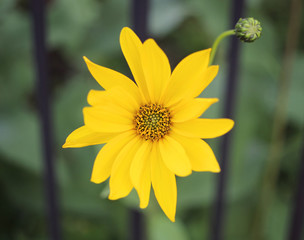 Yellow flower in bloom from close-up. Bright. 