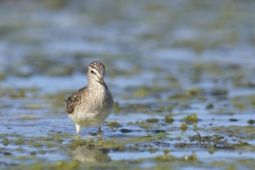 Wood Sandpiper - Tringa glareola, Crete 