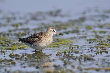 Wood Sandpiper - Tringa glareola, Crete 