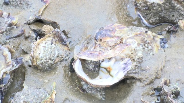 Pazifische Auster im Weltkulturerbe Wattenmeer