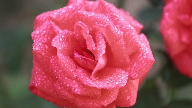 Beautiful pink red flowers with water drops in the garden. Rose in the rain dew, close up, dynamic scene, toned video, 50fps