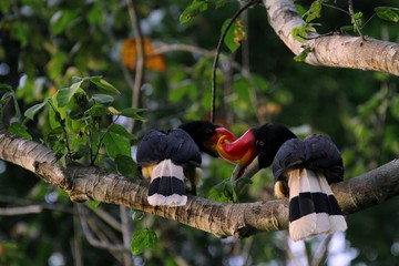 Rhinoceros Hornbill (Buceros rhinoceros) in Borneo, Malaysia - サイチョウ