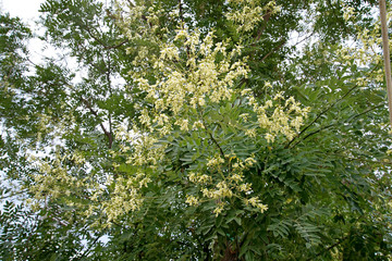 Жёлтая акация