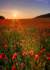 Obraz premium Sunset Poppies