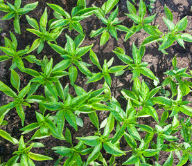 Seedlings of the bell peppers (capsicum)