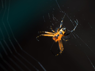Macro Photo of Orange Spider on Web Isolated on Blurry Background