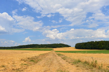 Abgeerntetes Getreidefeld in der Wetterau