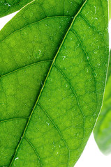 Green avocado leaves whith water drops isolated on a white background