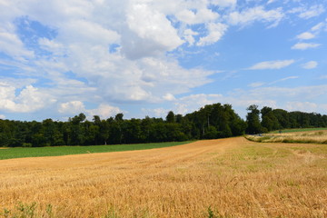 Abgeerntetes Getreidefeld in der Wetterau