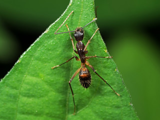 Macro Photo of Ant on Green Leaf Isolated on Blurry Background