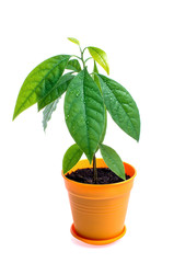Young avocado plant with drops of water on fresh green leaves, in orange pot isolated on white background