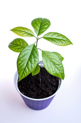 Young avocado plant with fresh green leaves, in violet pot isolated on white background